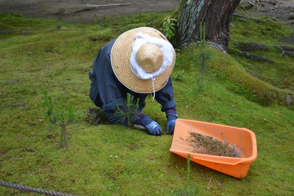 Gardener tending a garden